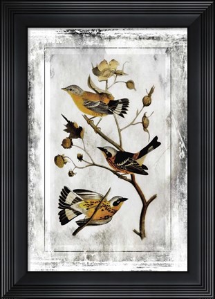 Framed Birds With Class - B Print