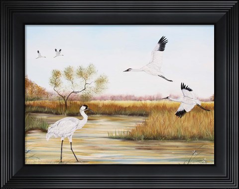 Framed Whooping Cranes - A Print