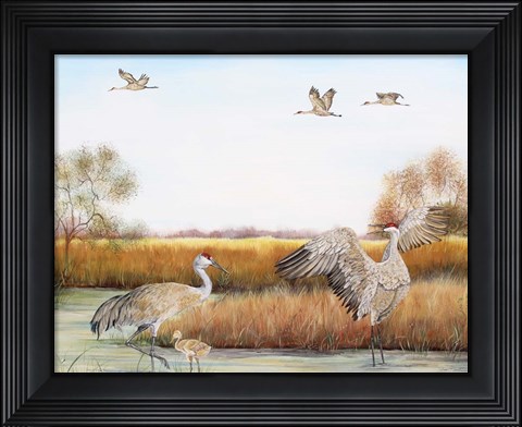 Framed Sandhill Cranes - A Print