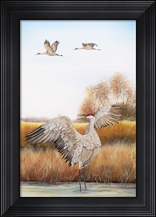 Framed Sandhill Cranes - C Print
