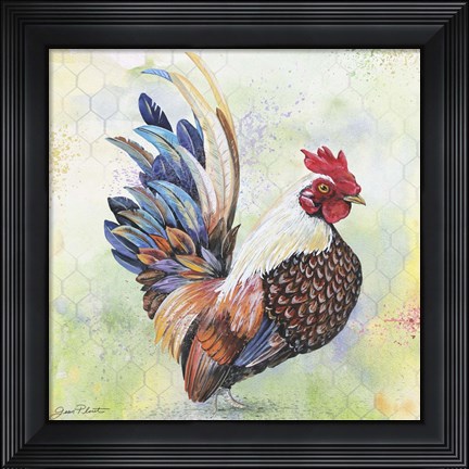 Framed Watercolor Rooster - A Print