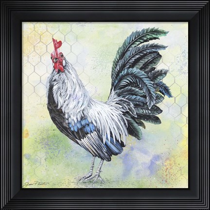 Framed Watercolor Rooster - C Print