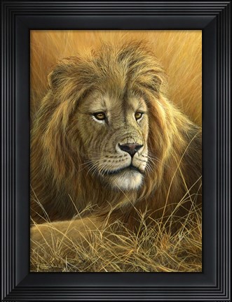 Framed Evening Glow  Lion Print