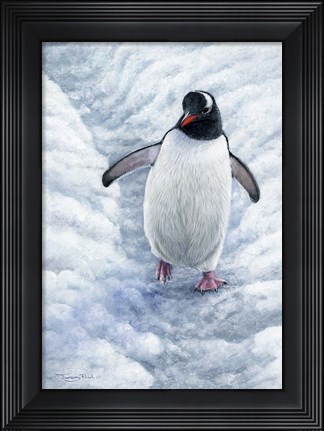 Framed Gentoo Penguin Print