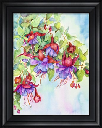 Framed Fuchsias Print