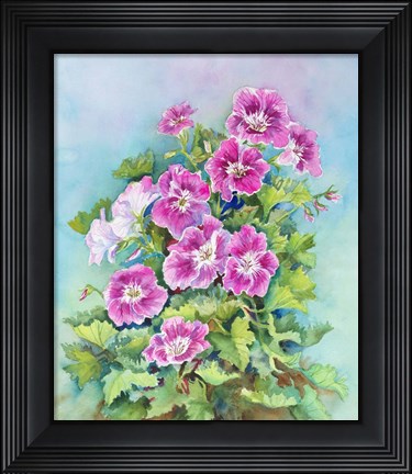 Framed Hot Pink Blush Geraniums Print