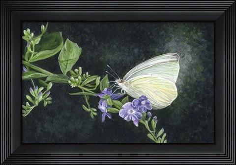 Framed Great Southern White Print