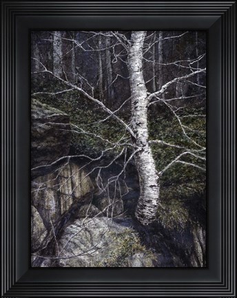 Framed Monothesium Print