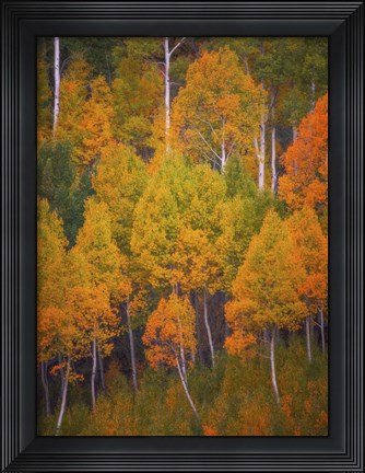Framed Autumn Trees Print