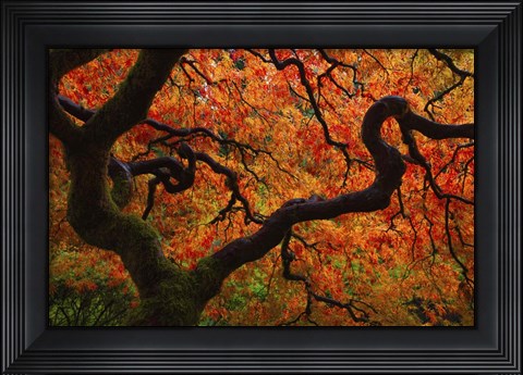 Framed Fall Chaos copy Print