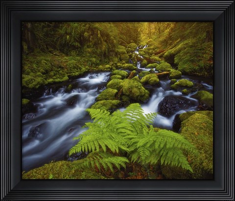 Framed Gorton Creek Fern Print