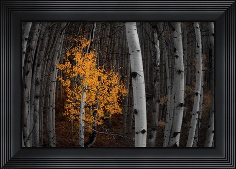 Framed Light of the Forest Print