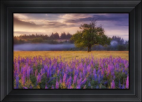 Framed Lupine Sunrise Print