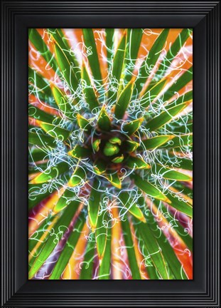 Framed Yucca Sunrise Print