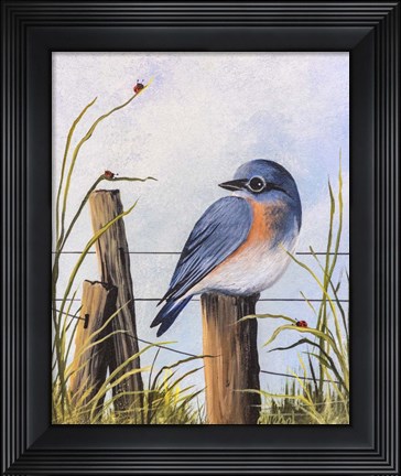 Framed Bluebird Print