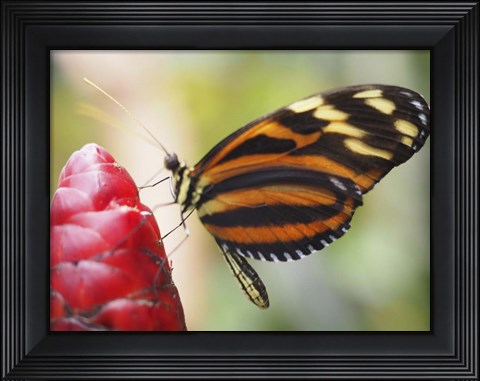 Framed Butterfly 1 Print