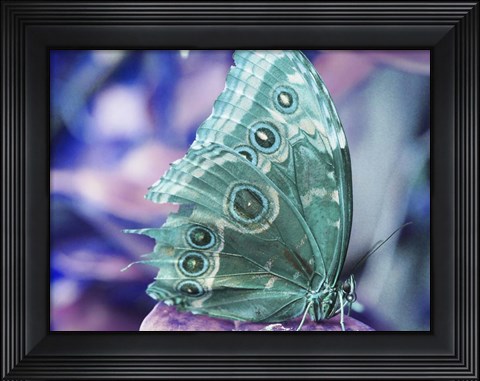 Framed Butterfly 2 Print