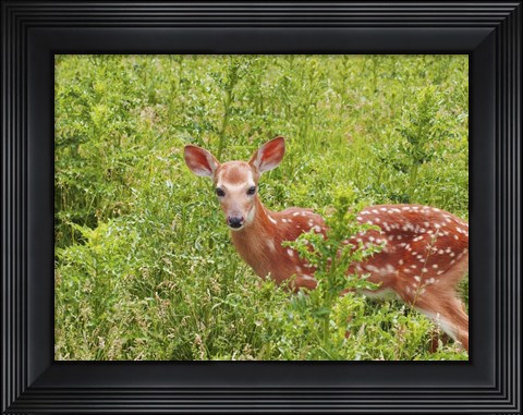 Framed Deer Print