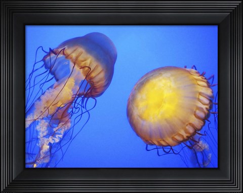 Framed Jellyfish Print