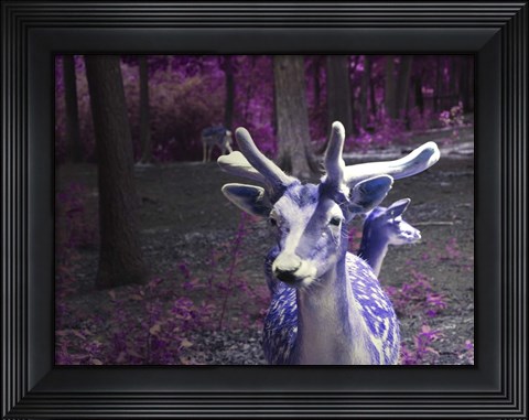 Framed Purple Deer Print