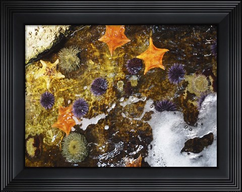 Framed Starfish Print