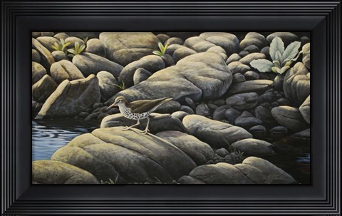 Framed Along The Creek - Spotted Sandpiper Print