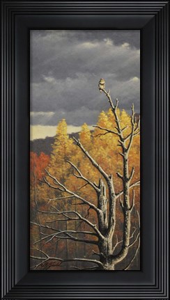 Framed Red-Tailed Hawk In An Old Pine Print