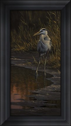 Framed Walking The Edge - Great Blue Heron Print