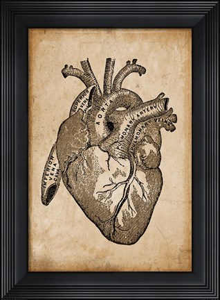 Framed Anatomy 8 Print