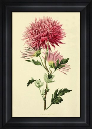 Framed Dahlia Print
