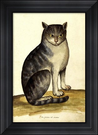 Framed Felis Syriacus Ulisse Aldrovani (1522 -1605) Print