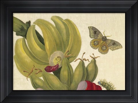 Framed Maria Sibylla Merian 1 Print