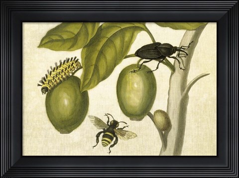 Framed Maria Sibylla Merian 2 Print