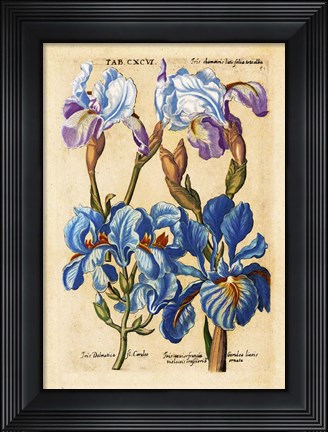 Framed Matthaeus Merian Bearded Iris-Early16s Print