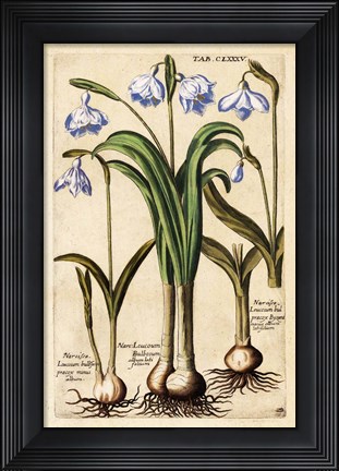 Framed Matthaeus Merian Narcissus-Early16s Print