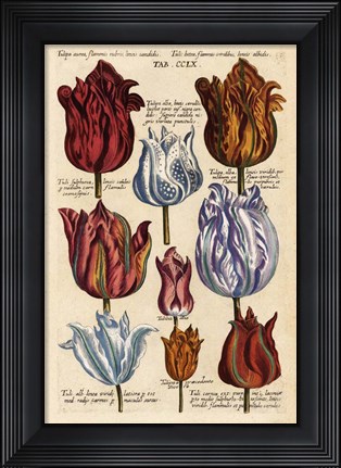 Framed Matthaeus Merian Tulips-Early16s Print