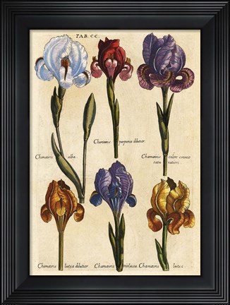 Framed Merian MattheusIrises - Early 16s Print