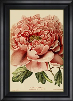 Framed Peony Print