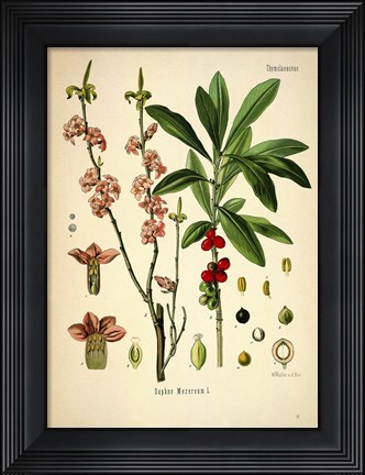 Framed Thymelaeaceae Print