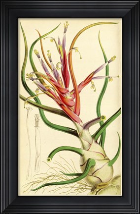 Framed Tillandsia Bulbosa 1847 Print