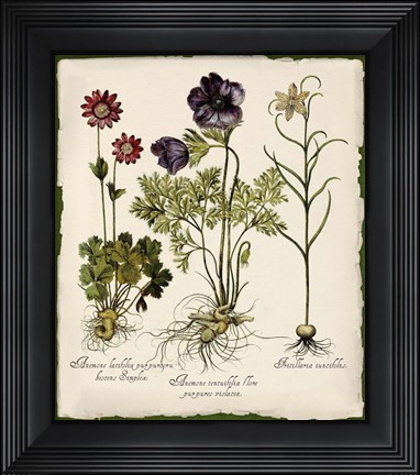 Framed Botanica Nostalgia II Print