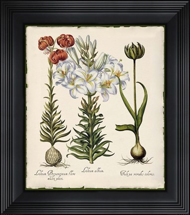 Framed Botanica Nostalgia III Print
