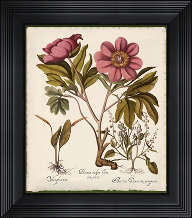 Framed Botanica Nostalgia IV Print