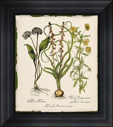Framed Botanica Nostalgia Print