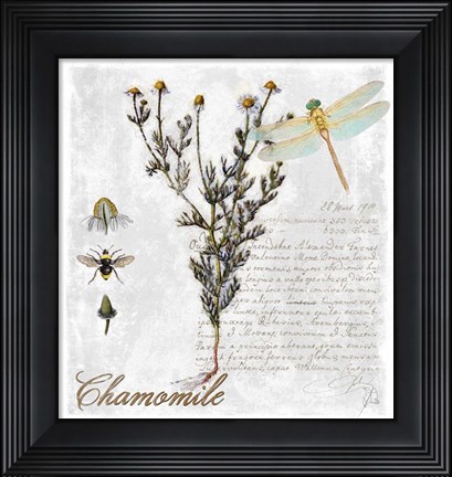 Framed Botanical Garden Chamomile Herb Print