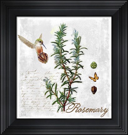 Framed Botanical Garden Rosemary Herb Print