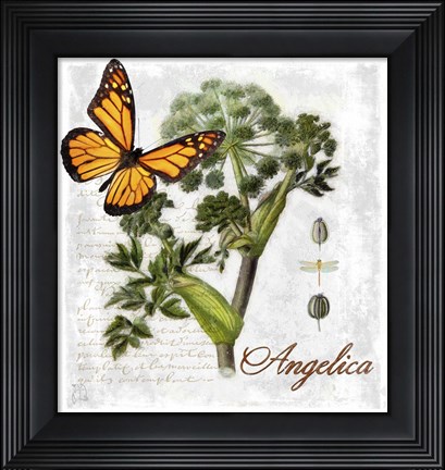 Framed Botanical Gardern Angelica Herb Print