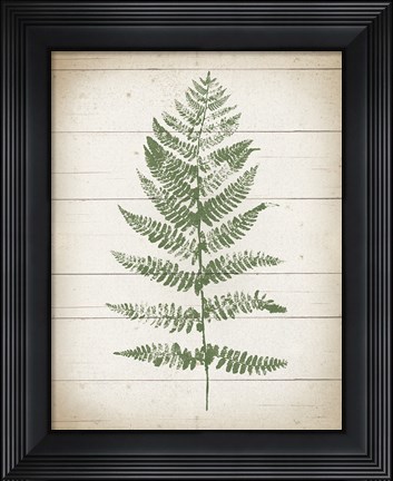 Framed Fern Print II v2 Print