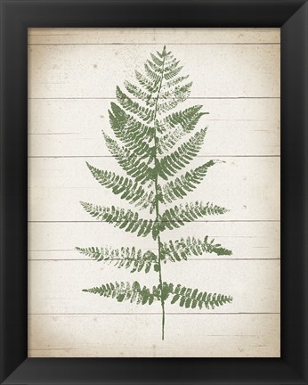 Framed Fern Print II v2 Print