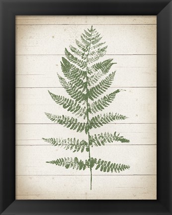 Framed Fern Print II v2 Print